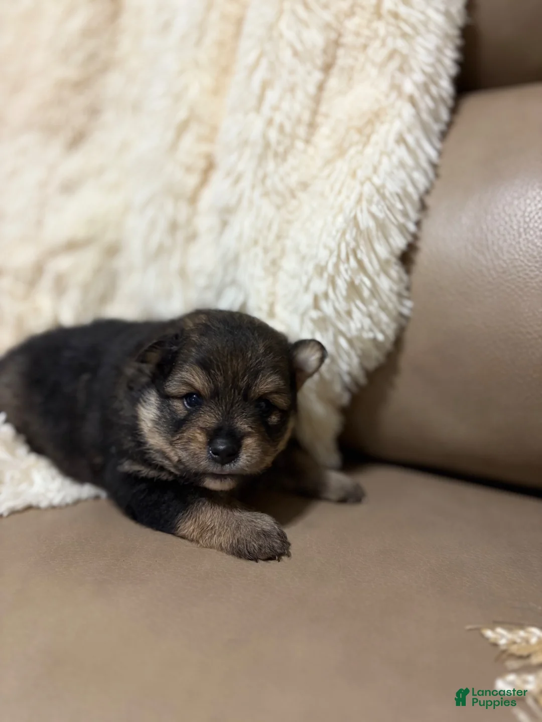 Pomeranian dogs for sale: Pomeranian 3 - Ad 1