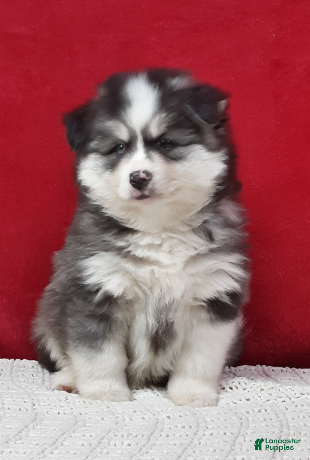 Pomsky dogs for sale: Rocky  - Ad 4