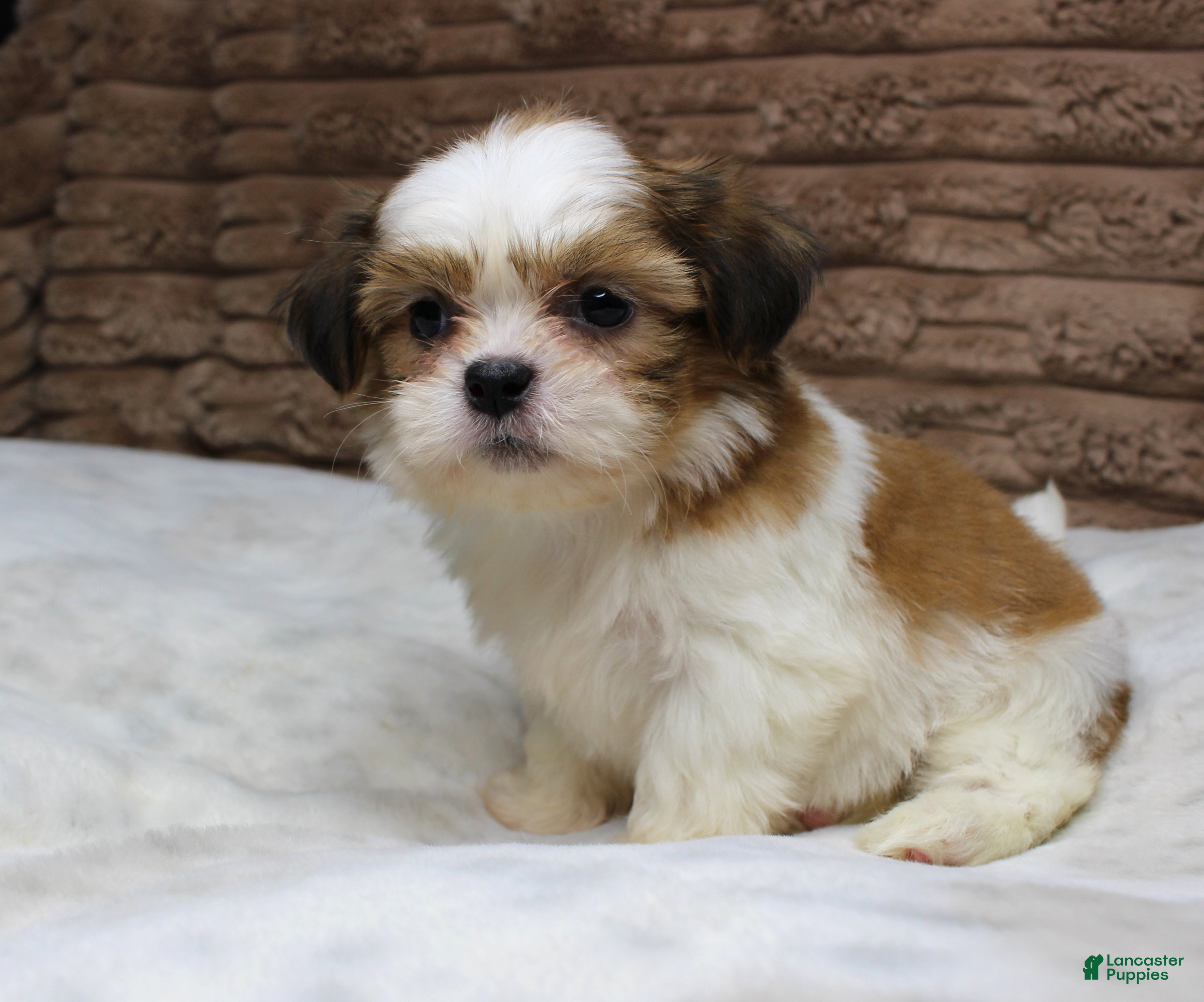 Shih Tzu dogs Theo - Ad 6