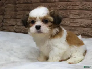 Shih Tzu dogs Theo - Ad 18
