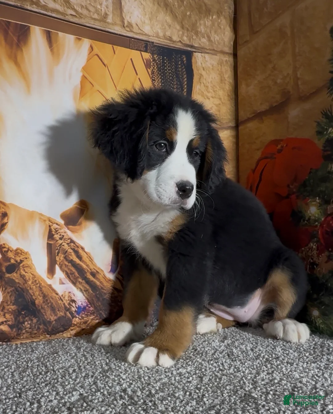 Bernese Mountain Dog dogs for sale: Haddasah  - Ad 7