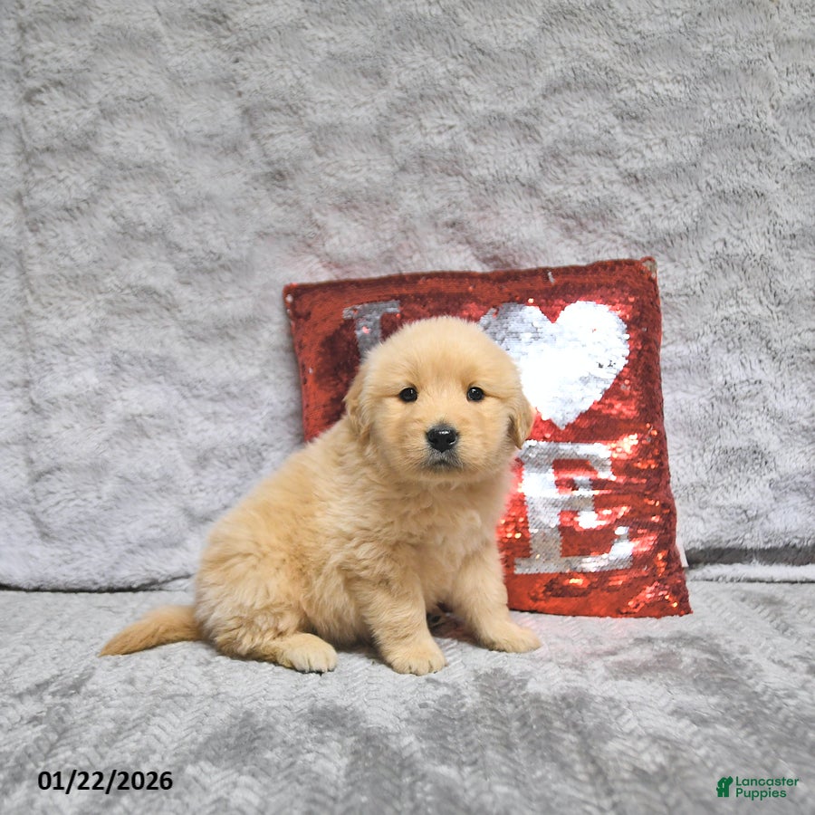 Golden Retriever dogs Lenny - Ad 37
