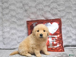 Golden Retriever dogs Lenny - Ad 37