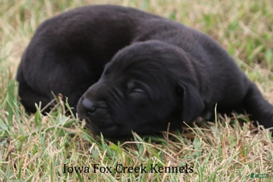 Great Dane dogs for sale: Scoundrel - Ad 2