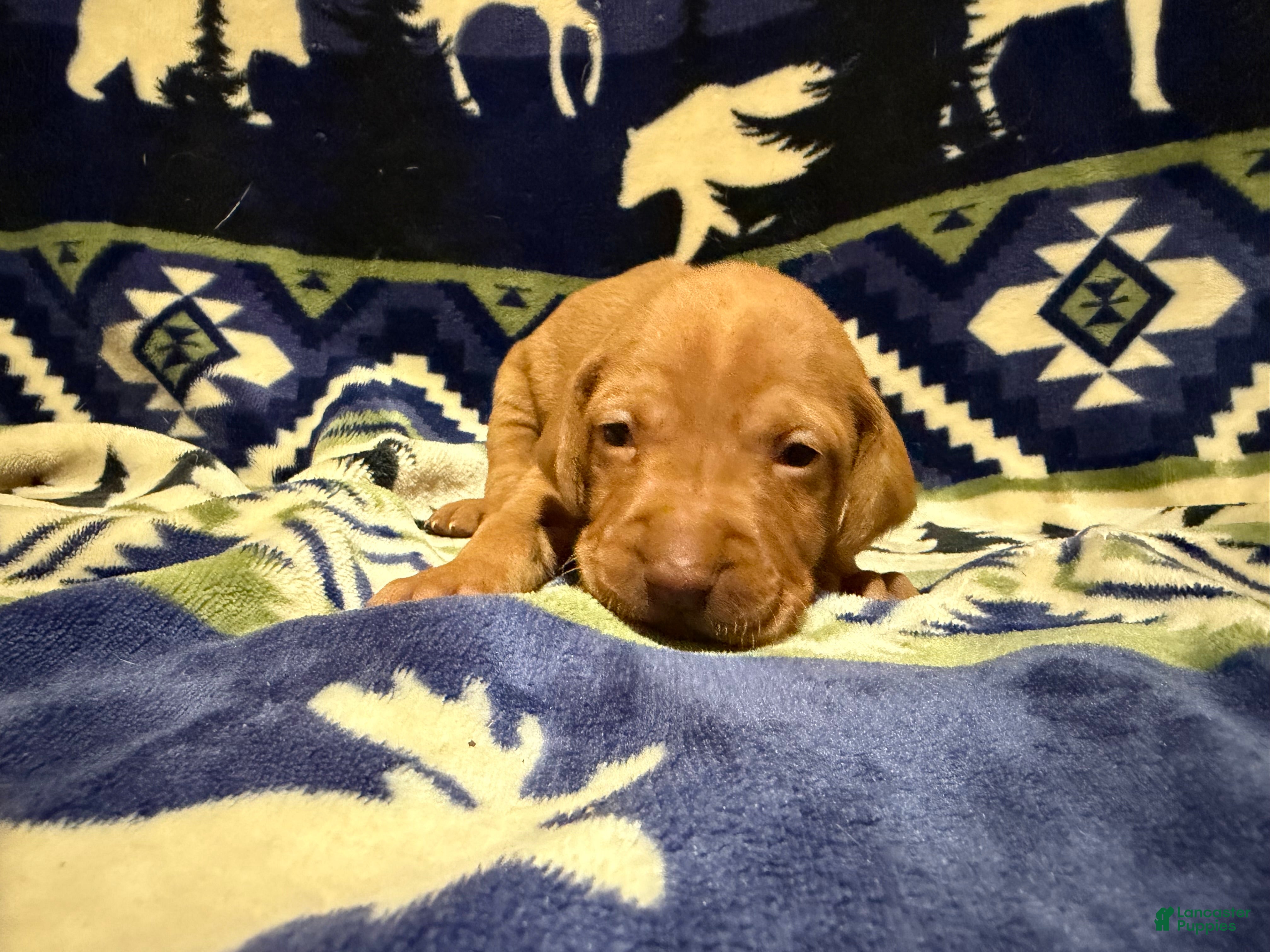 Vizsla dogs Vizsla Male 4 - Ad 7