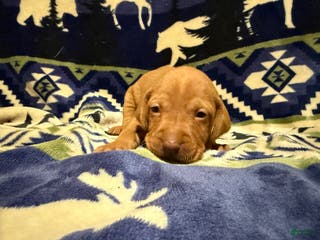 Vizsla dogs Vizsla Male 4 - Ad 6