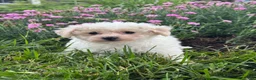 Bichpoo dogs for sale: Boots  - Ad 3