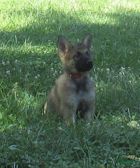German Shepherd dogs Lucy - Ad 1