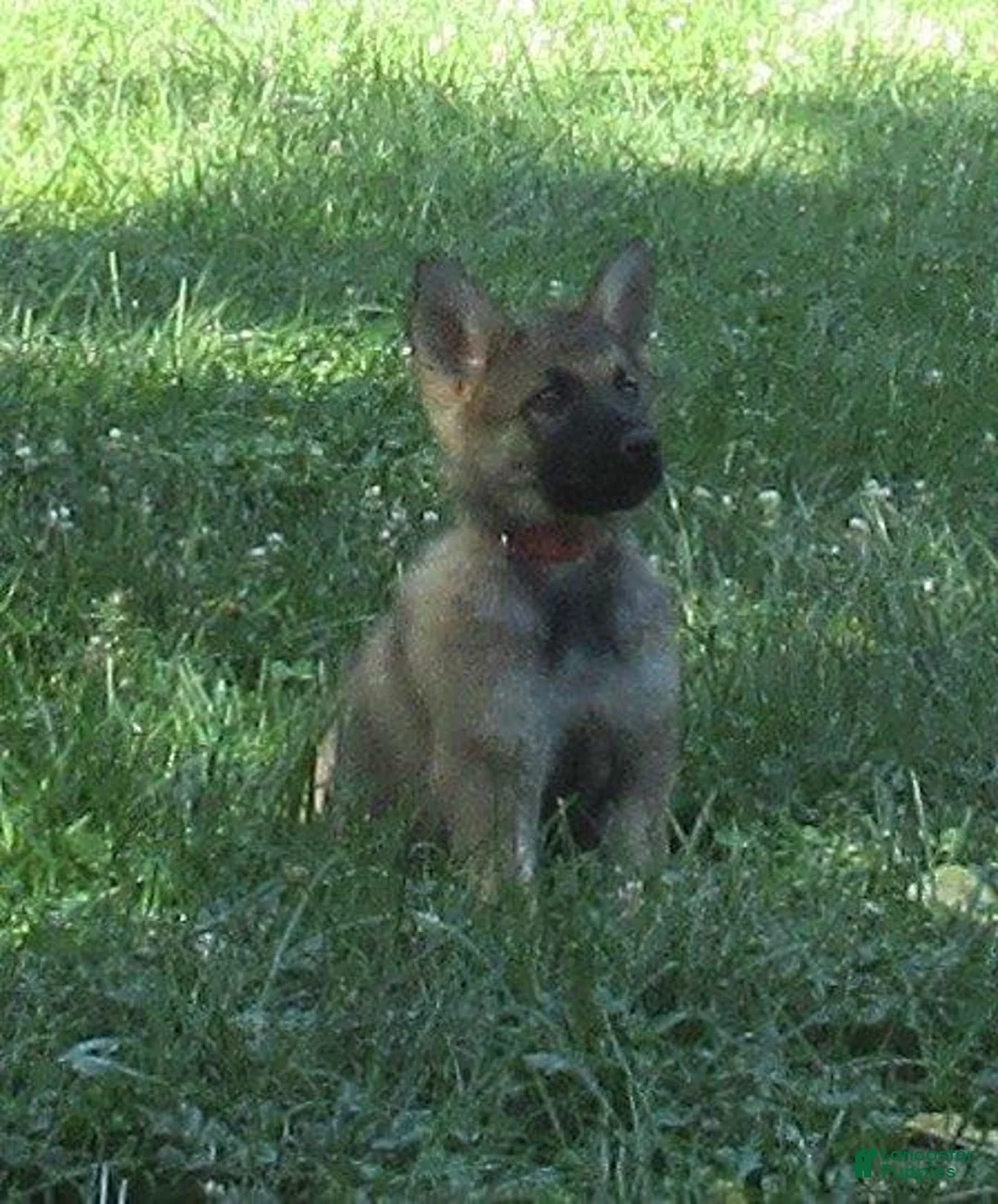 German Shepherd dogs for sale: Lucy - Ad 1