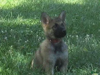 German Shepherd dogs for sale: Lucy - Ad 2