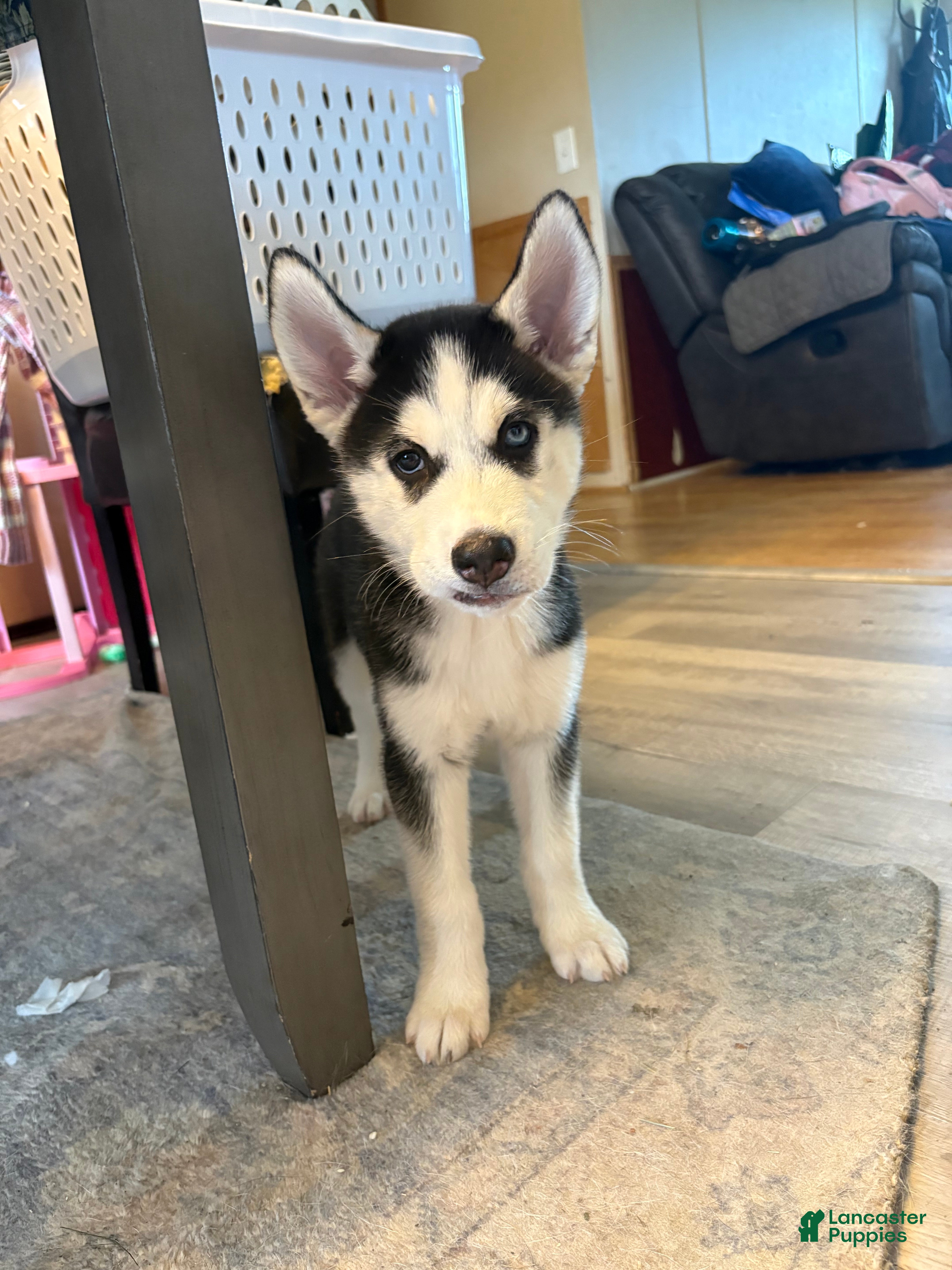 Siberian Husky dogs Siberian Husky Puppy 1 - Ad 41
