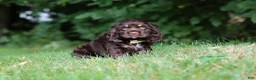 Cocker Spaniel dogs for sale: Lincoln - Ad 2