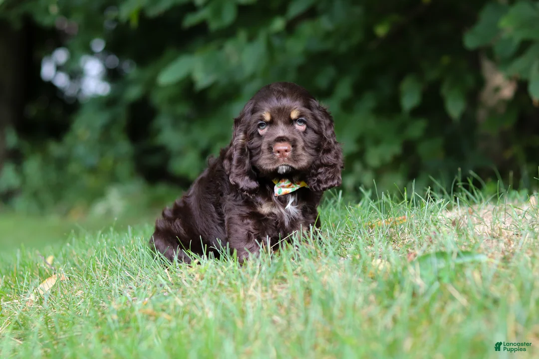 Cocker Spaniel dogs for sale: Lincoln - Ad 2