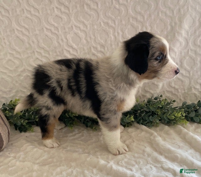 Australian Shepherd dogs Ranger - Ad 2
