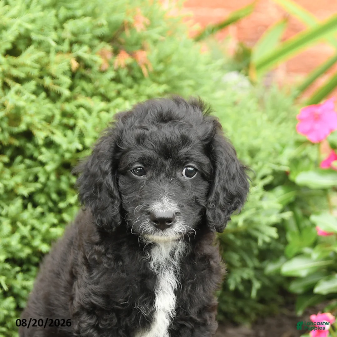 Miniature Poodle dogs for sale: Smokey - Ad 5