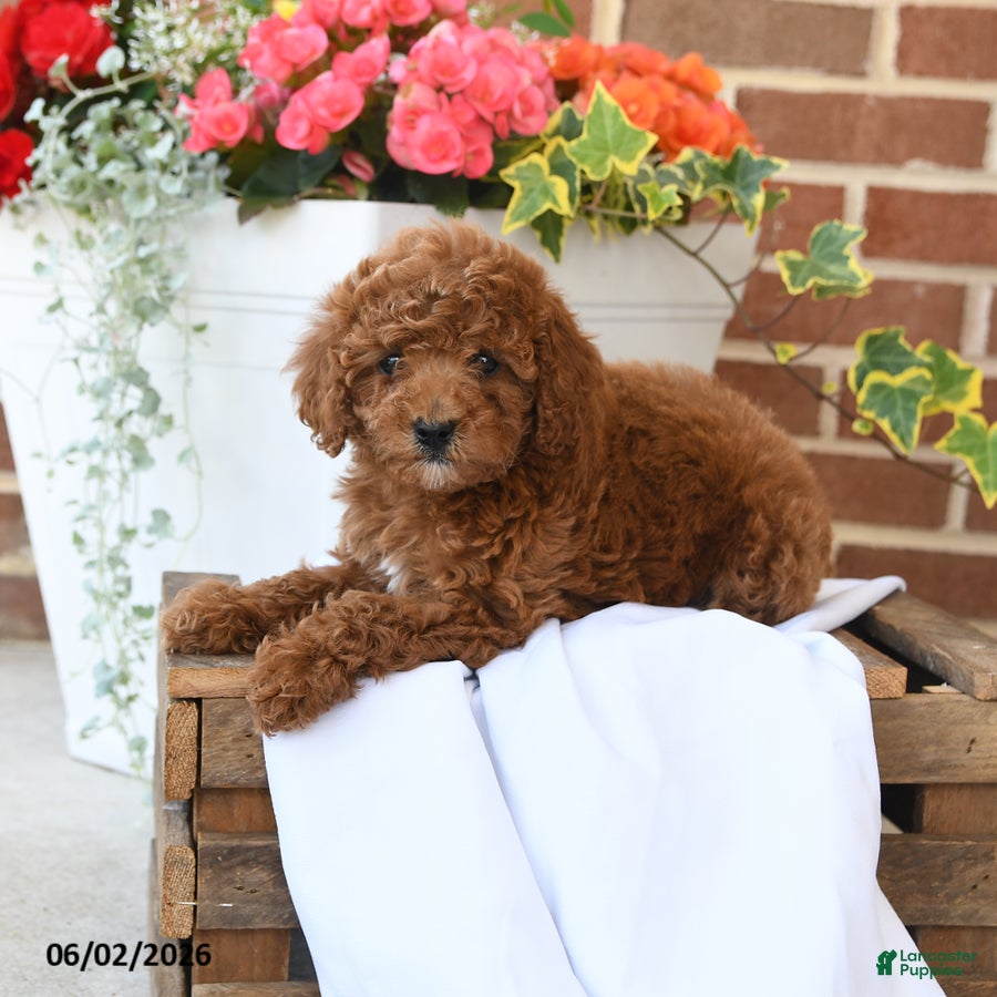 Miniature Poodle dogs for sale: Cupcake - Ad 4