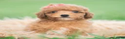 Toy Poodle dogs for sale: Mimi AKC - Ad 4