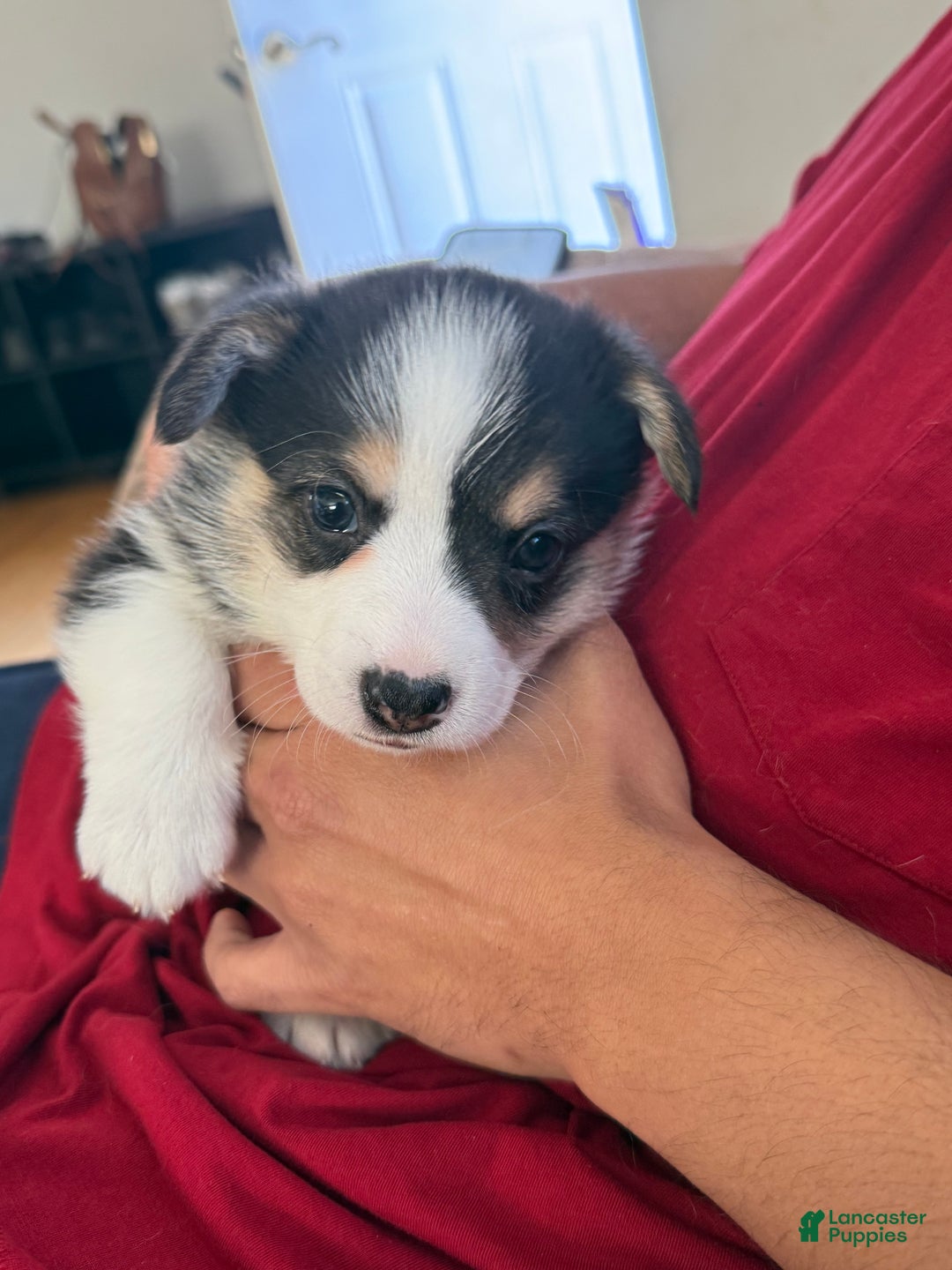 Welsh Corgi Pembroke dogs for sale: Pooh - Ad 2