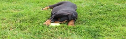 Rottweiler dogs for sale: Knox - Ad 11