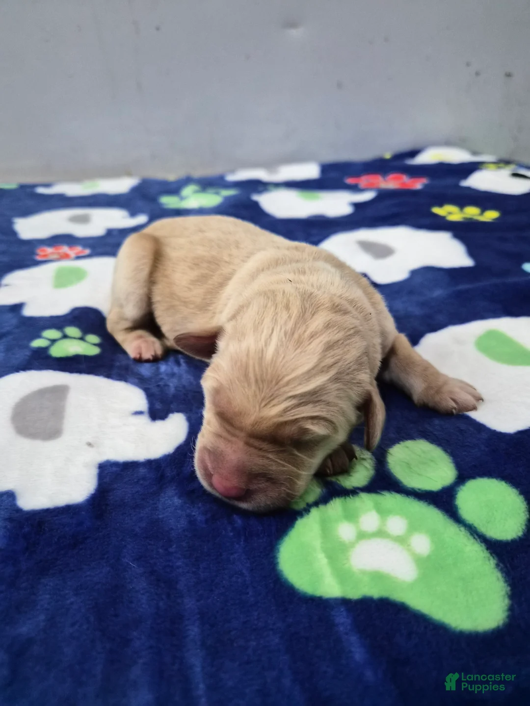 Goldador dogs for sale: Diesel - Ad 1