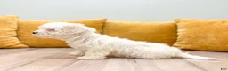Havanese dogs for sale: Carl - Ad 6
