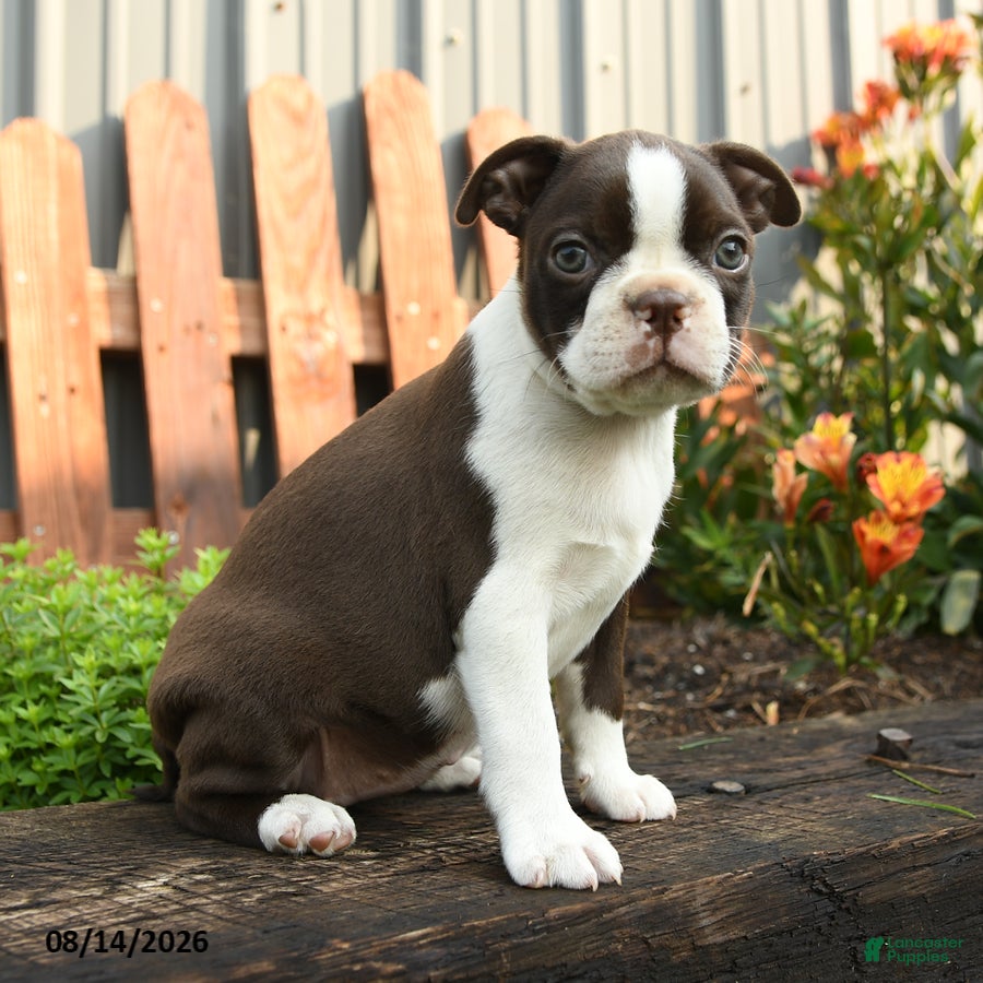 Boston Terrier dogs Mercury - Ad 1