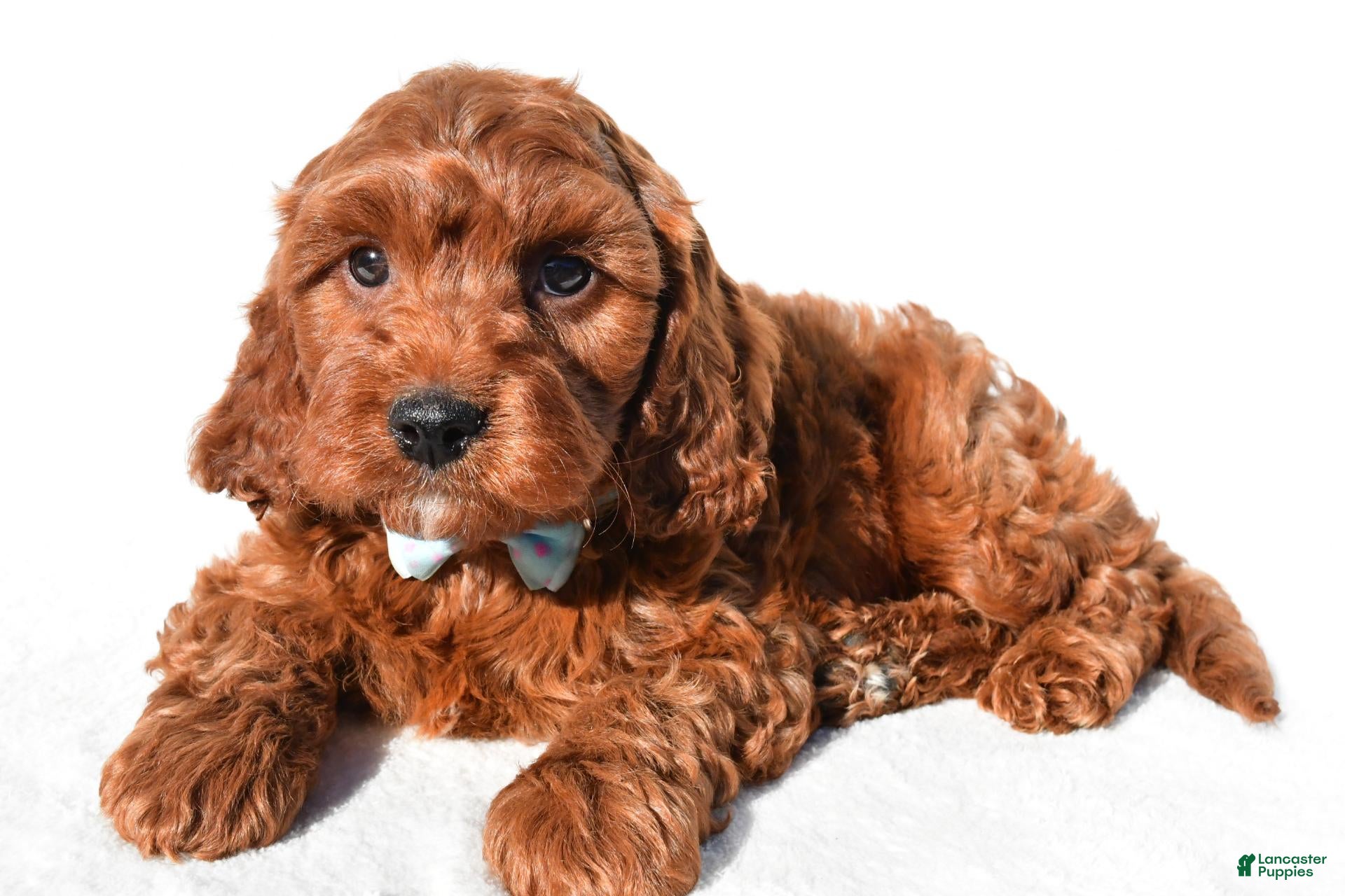 Cavapoo dogs for sale: Scooter - Ad 1