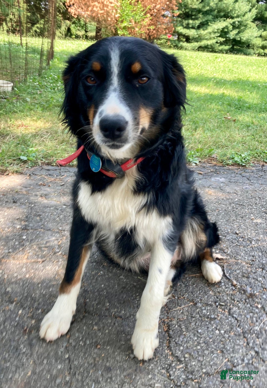 Mixed Breed dogs for sale: Nash - Ad 3