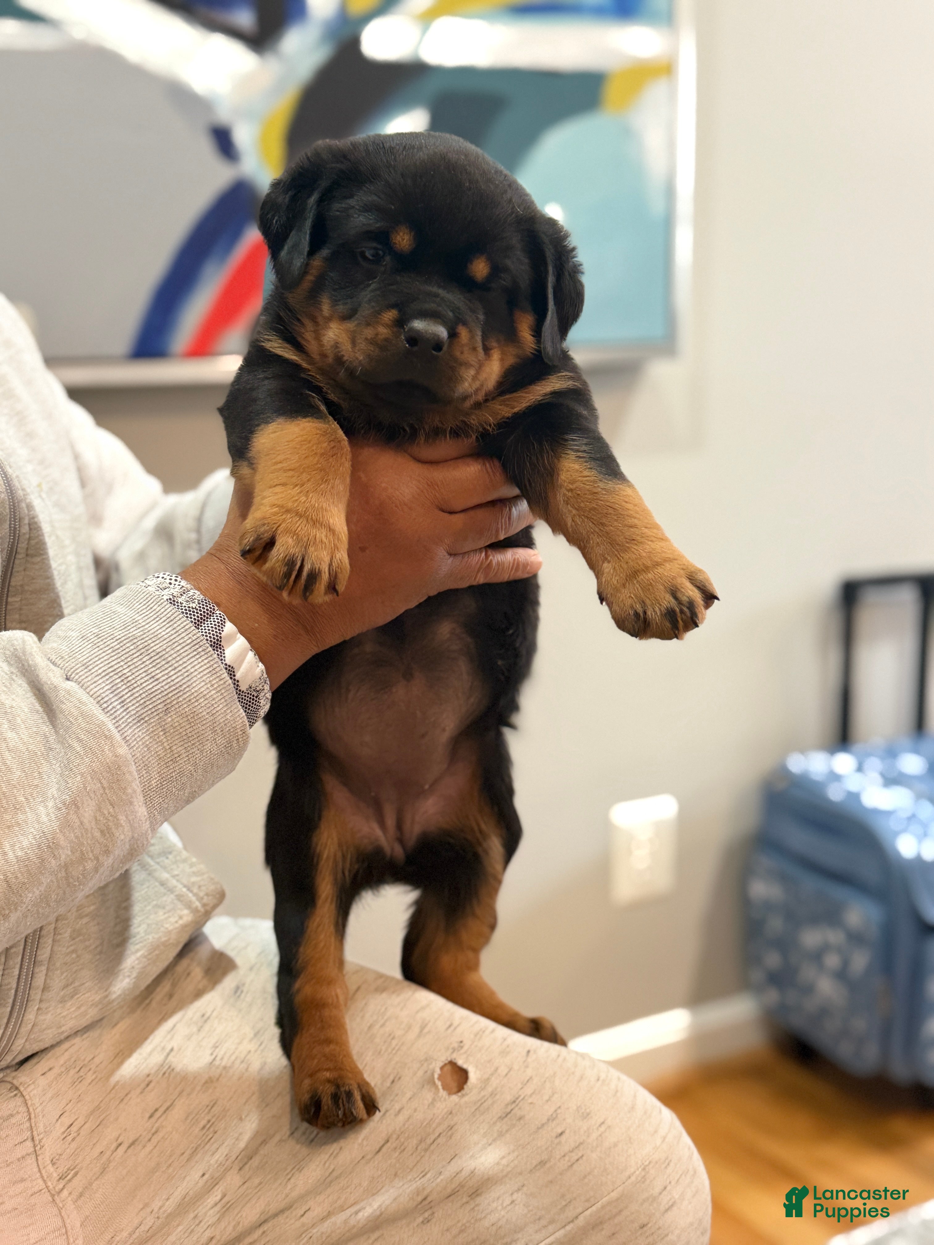 Rottweiler dogs Rottweiler Puppy 4 - Ad 12