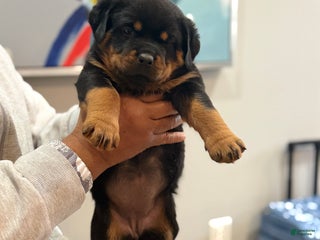 Rottweiler dogs Rottweiler Puppy 4 - Ad 11