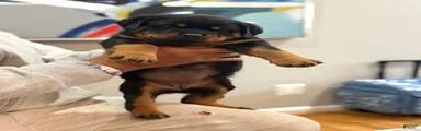 Rottweiler Puppy 4