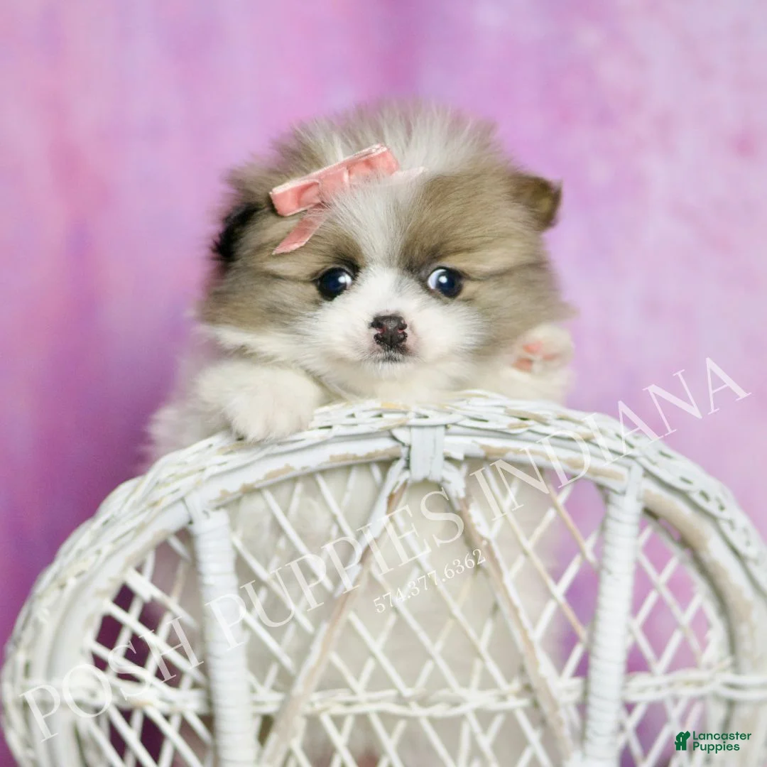 Pomeranian dogs for sale: Felicia  - Ad 1