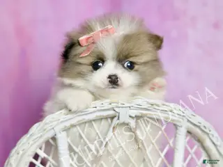 Pomeranian dogs Felicia - Ad 22