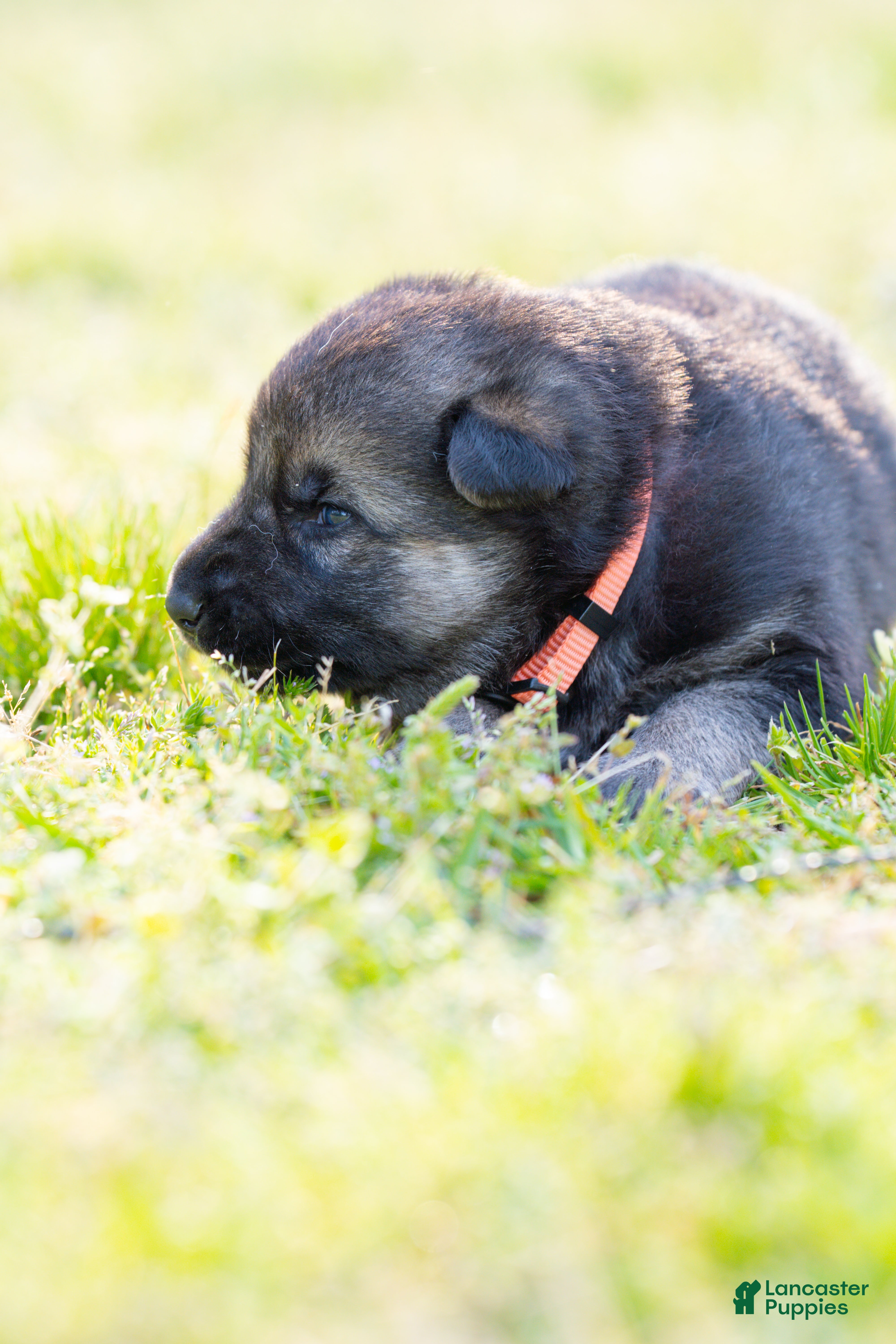 German Shepherd dogs German Shepherd Puppy 2 - Ad 15