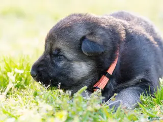German Shepherd dogs German Shepherd Puppy 2 - Ad 15