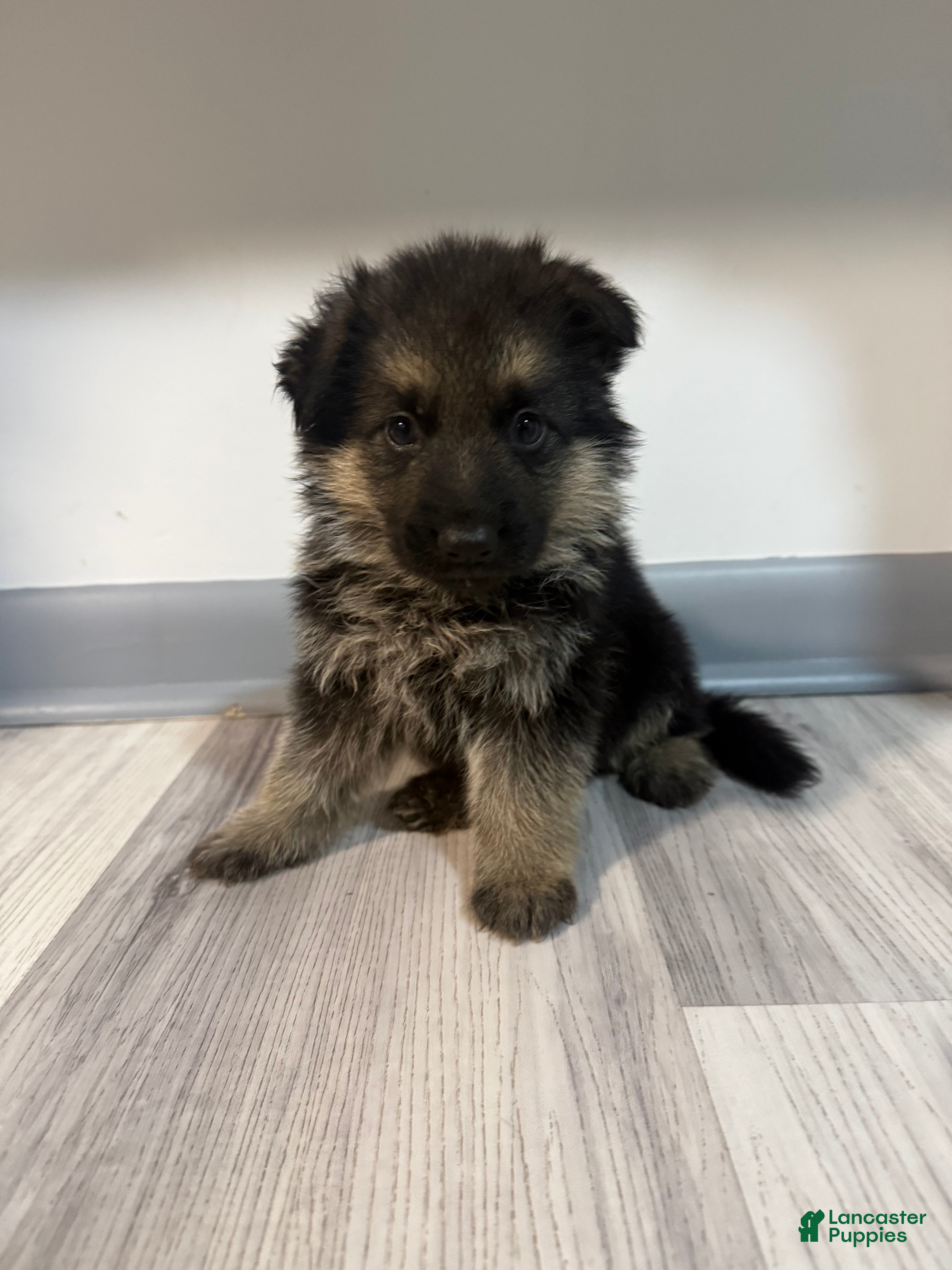 German Shepherd dogs Bella - Ad 3