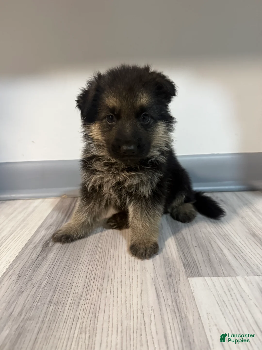 German Shepherd dogs for sale: Bella - Ad 1