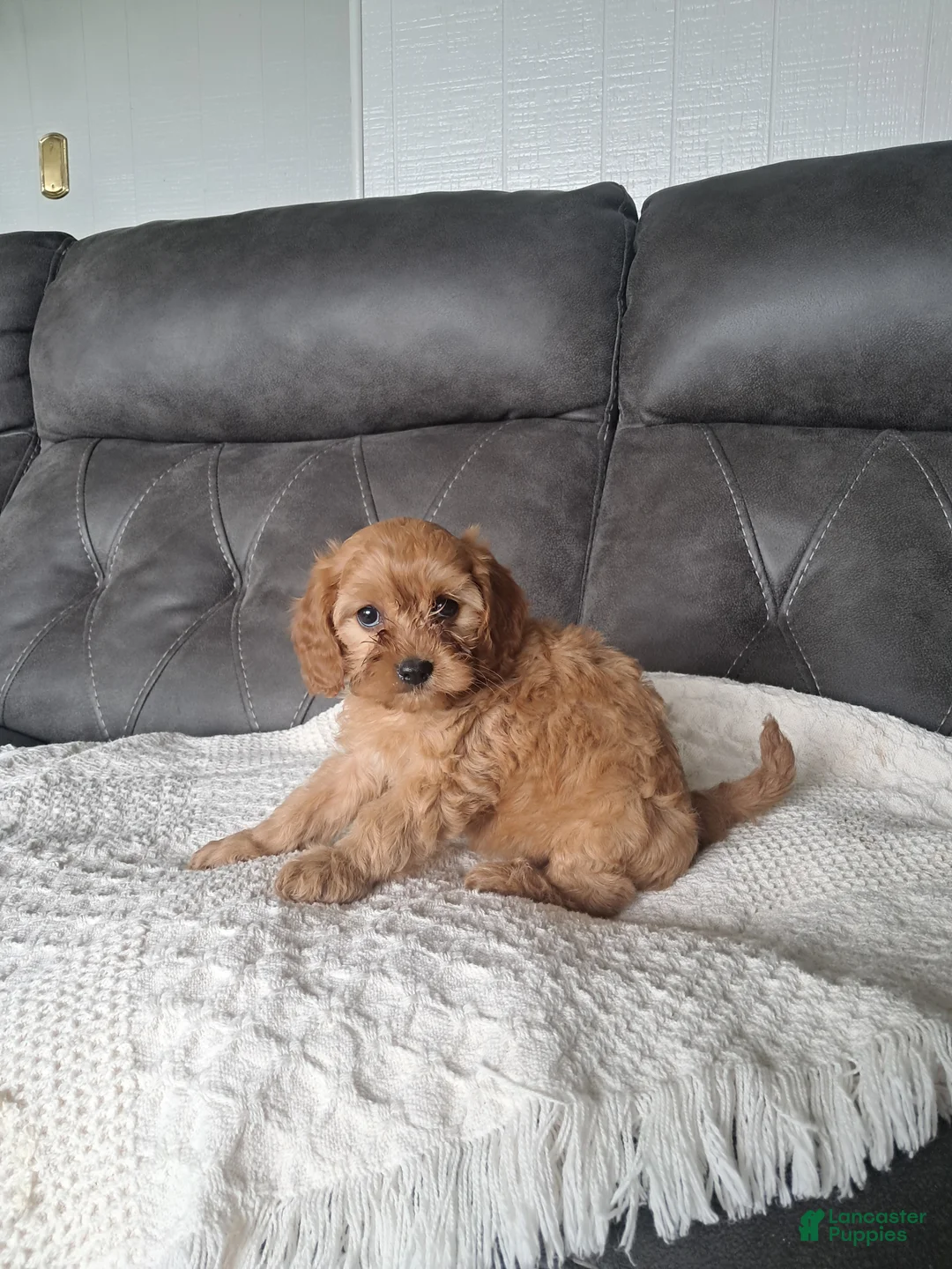 Cavapoo dogs for sale: Lala  - Ad 6