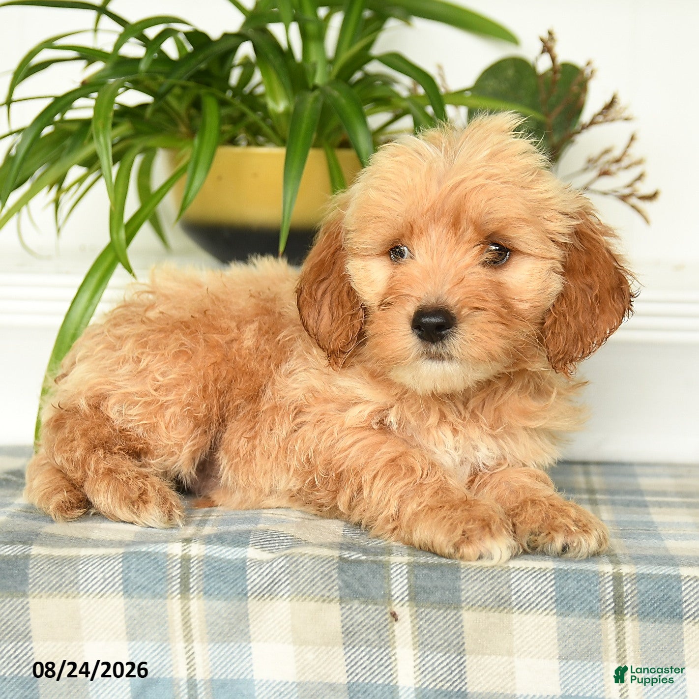 Mini Goldendoodle dogs Tucker - Ad 2