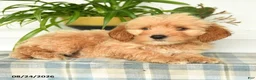 Mini Goldendoodle dogs for sale: Tucker - Ad 2