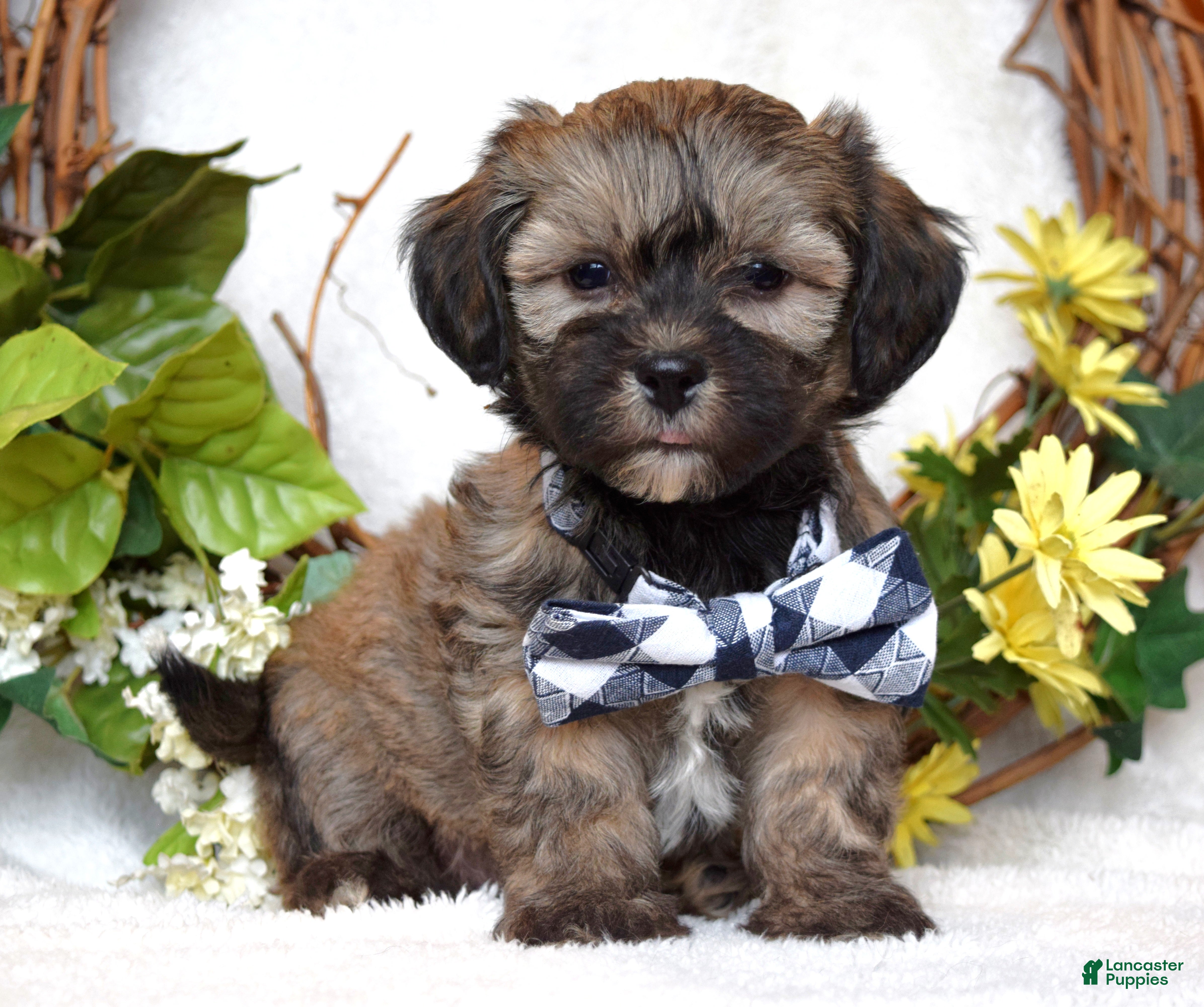 Teddy Bear dogs Bandit - Ad 18