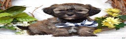 Teddy Bear dogs for sale: Bandit - Ad 1