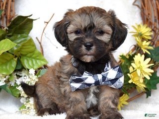 Teddy Bear dogs Bandit - Ad 18