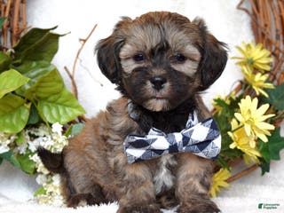 Teddy Bear dogs Bandit - Ad 28