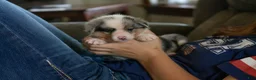 Mixed Breed dogs for sale: Ringo - Ad 3