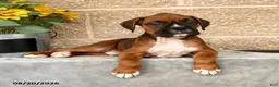 Boxer dogs for sale: Bradley - Ad 3