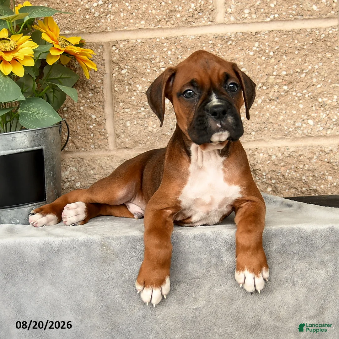 Boxer dogs for sale: Bradley - Ad 3