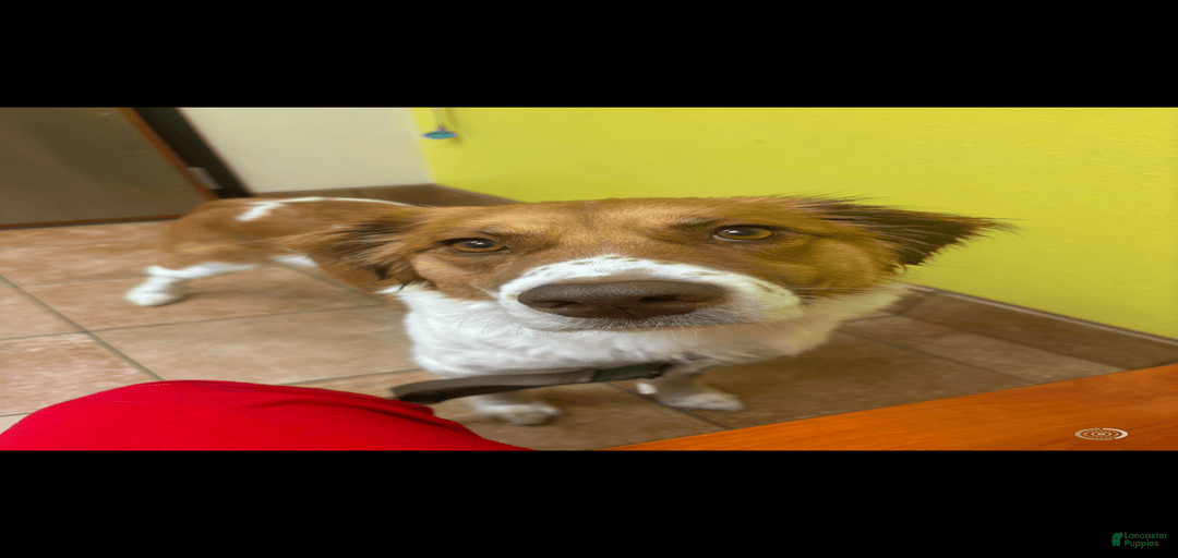 Gallery Image {{count}}