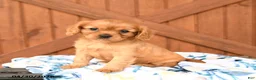 Cavalier King Charles Spaniel dogs for sale: Queenie - Ad 1