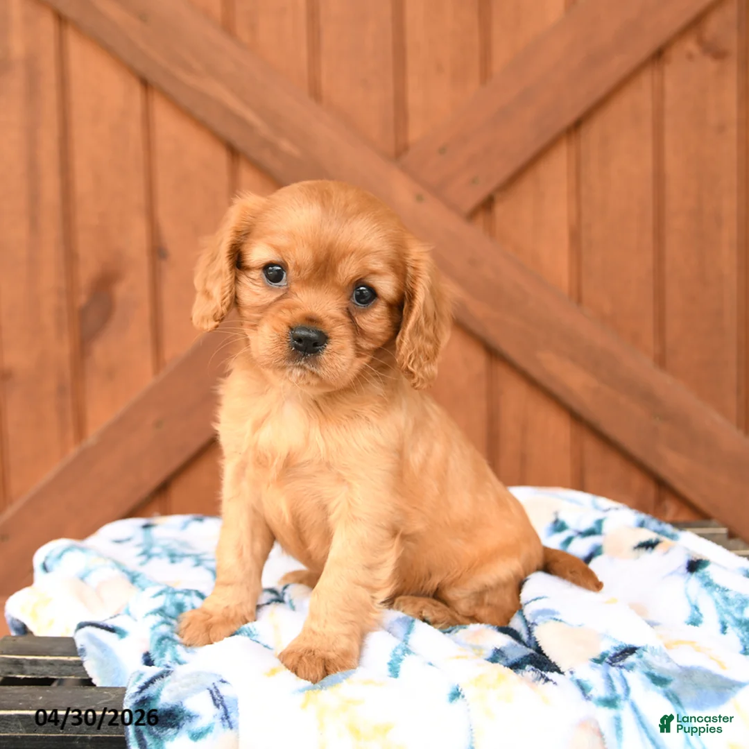 Cavalier King Charles Spaniel dogs for sale: Queenie - Ad 1